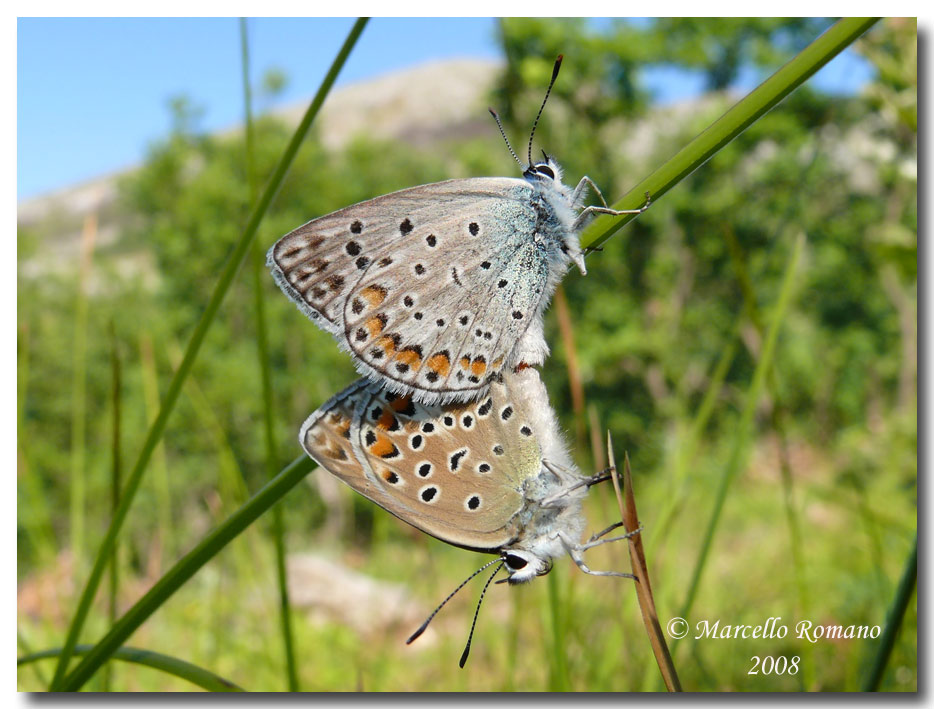 Insetti dalla Croazia : 17. Polyommatus  escheri in copula